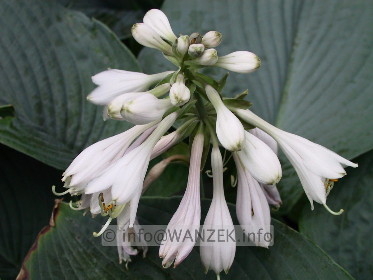 Hosta Hybride Mollies Blaue 04.jpg